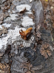 Ormiscodes amphimone