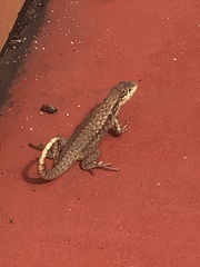 Leiocephalus carinatus