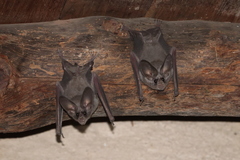 Macrotus californicus