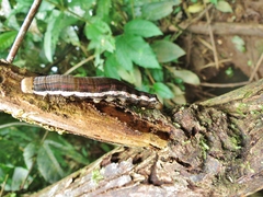 Isognathus scyron