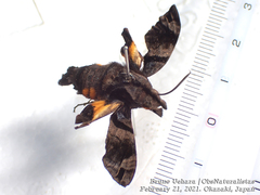 Macroglossum pyrrhosticta