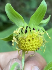 Smallanthus connatus