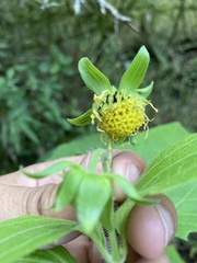 Smallanthus connatus