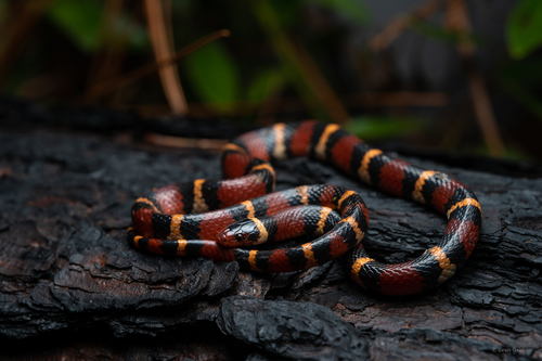Scarlet Kingsnake, Lampropeltis elapsoides