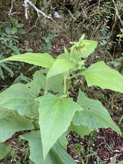 Smallanthus connatus