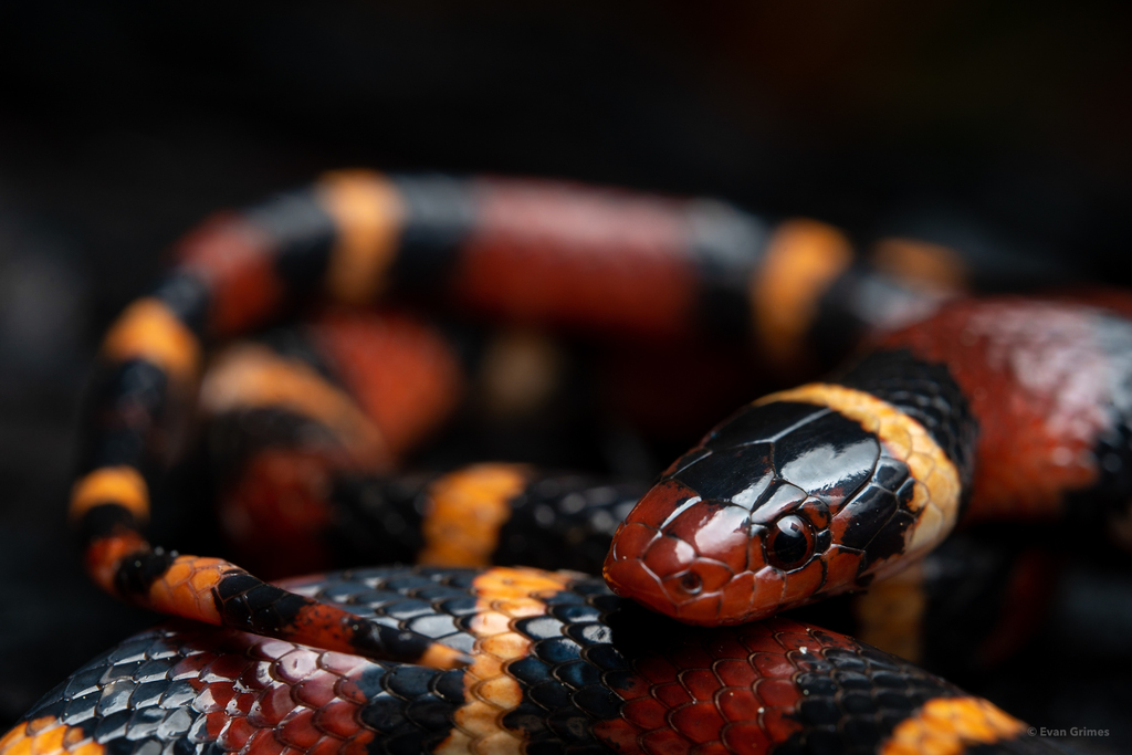 Scarlet Kingsnake