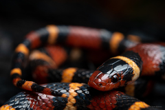 Scarlet Kingsnake photo 2