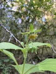 Smallanthus connatus