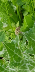Bombyliinae