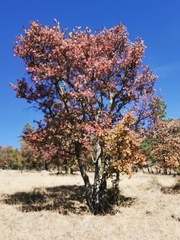 Quercus convallata