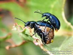 Gastrophysa atrocyanea