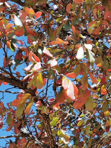 Quercus convallata