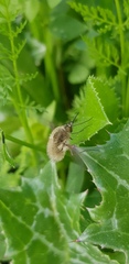 Bombyliinae