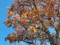 Quercus convallata