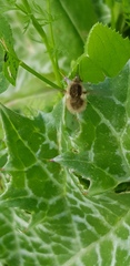 Bombyliinae