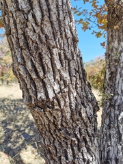 Quercus convallata