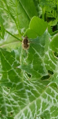 Bombyliinae