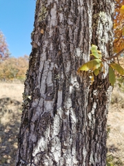 Quercus convallata