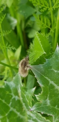 Bombyliinae