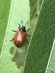 Plagiodera erythroptera
