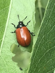 Plagiodera erythroptera