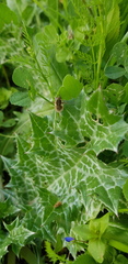 Bombyliinae