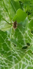 Bombyliinae