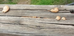 Fungi