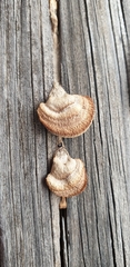 Fungi