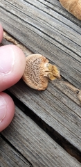 Fungi