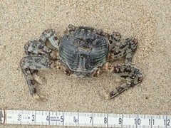 Grapsus albolineatus