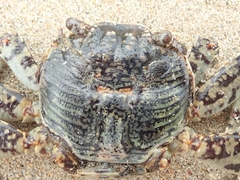 Grapsus albolineatus