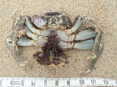 Grapsus albolineatus