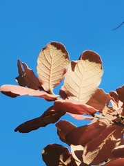 Quercus convallata