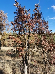 Quercus convallata