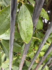 Pittosporum crassifolium