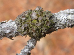 Tuckermanella fendleri