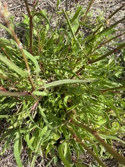 Rumex hastatulus image