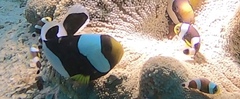 Amphiprion polymnus