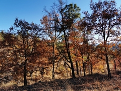 Quercus convallata