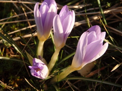 Crocus carpetanus