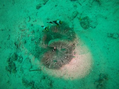 Amphiprion polymnus