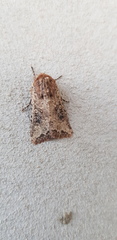 Mythimna languida