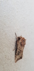 Mythimna languida