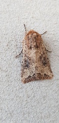 Mythimna languida