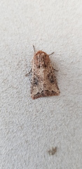Mythimna languida