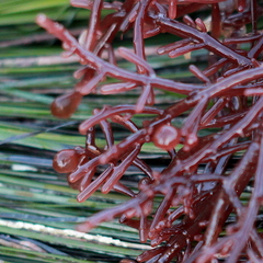 Botryocladia pseudodichotoma