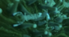 Ancylomenes magnificus