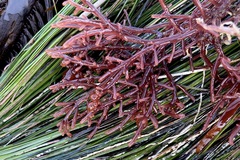 Botryocladia pseudodichotoma