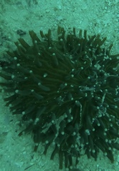 Ancylomenes magnificus